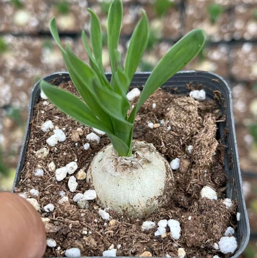 Rare Succulents - Albuca Concordiana (bulb only, budding), 0.6
