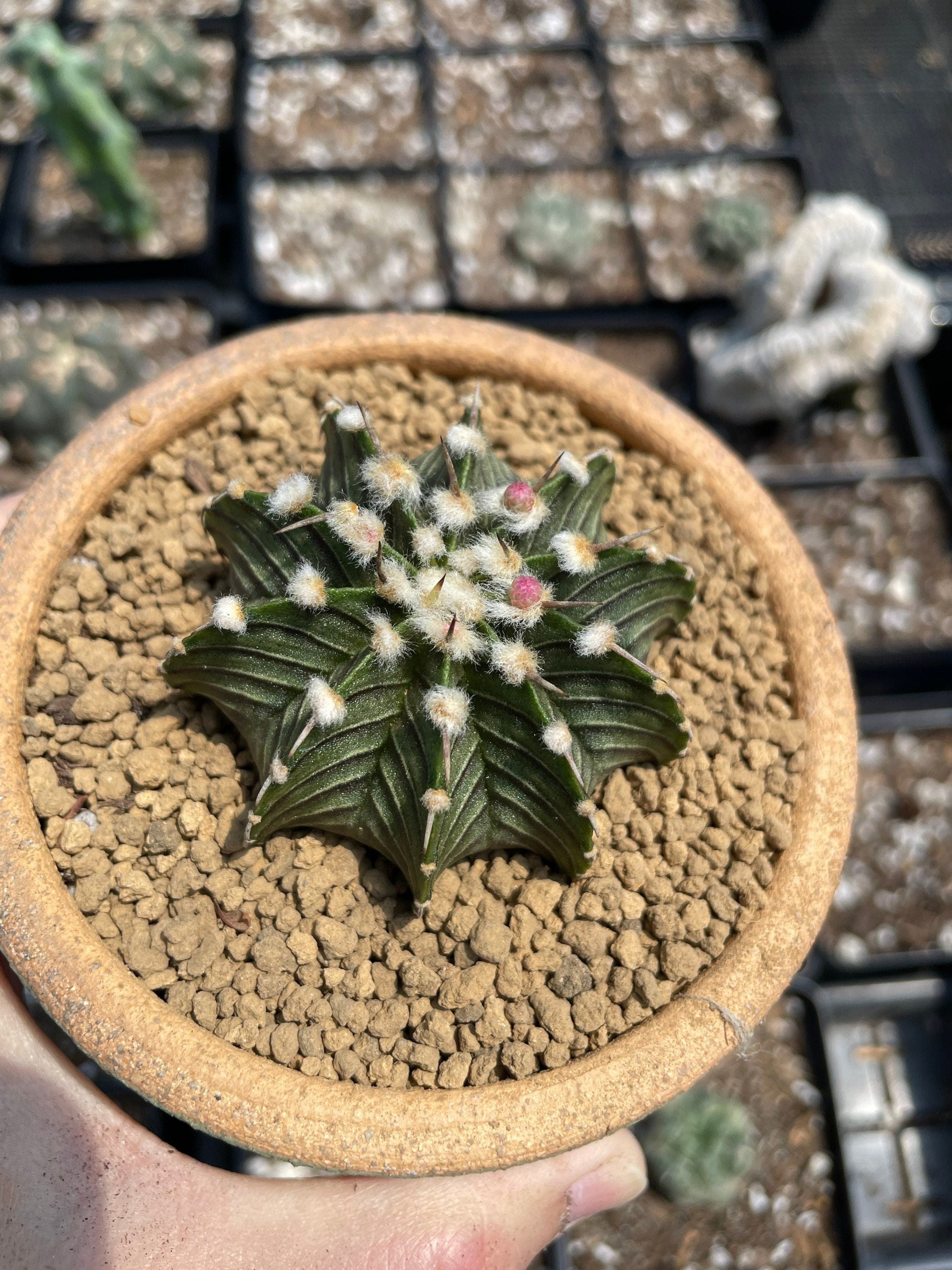 Rare Cactus - Gymnocalycium Mihanovichii LB2178