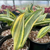 Rare Succulents - Sansevieria masoniana whale fin variegated Single Leaf (8"-10")