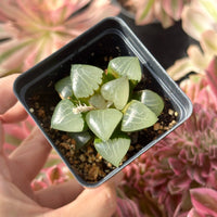 Rare Succulents - Haworthia Athena (2”)