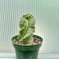 Rare Cactus - Cereus Validus Spiralis (9"-15" tall)