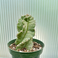 Rare Cactus - Cereus Validus Spiralis (9"-15" tall)