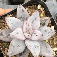 Rare Succulents - Echeveria Unguiculata (1.5”-2”)
