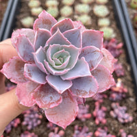 Rare Succulents - Echeveria Pinky (3”)