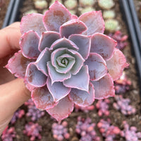 Rare Succulents - Echeveria Pinky (3”)