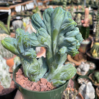 Rare Cactus - Myrtillocactus Geometrizans Crested var. Fred