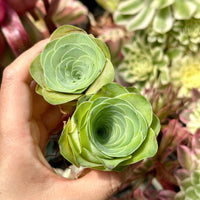 Rare Succulents - Greenovia Wine Cup (2”)