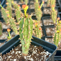 Rare Euphorbia - Euphorbia Bergeri