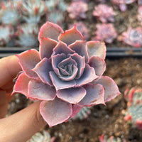 Rare Succulents - Echeveria Pinky (3”)