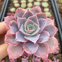 Rare Succulents - Echeveria Pinky (3”)