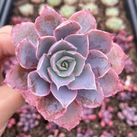 Rare Succulents - Echeveria Pinky (3”)