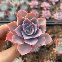Rare Succulents - Echeveria Pinky (3”)