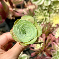 Rare Succulents - Greenovia Wine Cup (2”)