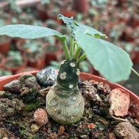 Dorstenia Foetida, Rare Succulents (No Leaves)