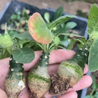 Dorstenia Foetida, Rare Succulents (No Leaves)
