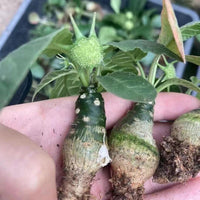 Dorstenia Foetida, Rare Succulents (No Leaves)