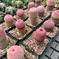 Rare Rainbow Cactus Echinocereus Rigidissimus Starter Plant - Vibrant and Unique