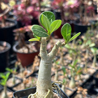 Adenium Obesum, Desert Rose, Great Starter Seedlings, Rare Succulent, pack of 3 plants/6 plants