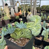 Rare Cactus - Myrtillocactus Geometrizans Crested var. Fred