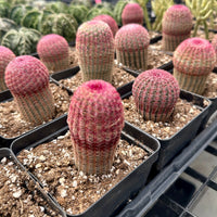 Rare Rainbow Cactus Echinocereus Rigidissimus Starter Plant - Vibrant and Unique