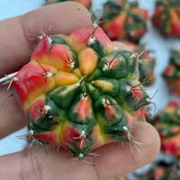 Rare Cactus - Gymnocalycium Mihanovichii Variegata (1.5”-2”)