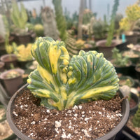 Rare Cactus - Myrtillocactus Geometrizans Crested var. Fred variegata