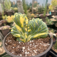 Rare Cactus - Myrtillocactus Geometrizans Crested var. Fred variegata