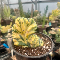 Rare Cactus - Myrtillocactus Geometrizans Crested var. Fred variegata