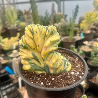Rare Cactus - Myrtillocactus Geometrizans Crested var. Fred variegata