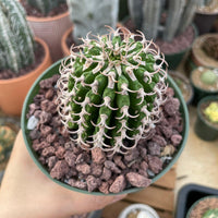 Rare Euphorbia - Euphorbia Columnaris (2”-3”)