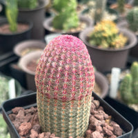 Rare Rainbow Cactus Echinocereus Rigidissimus Starter Plant - Vibrant and Unique