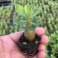 Adenium Obesum, Desert Rose, Great Starter Seedlings, Rare Succulent, pack of 3 plants/6 plants