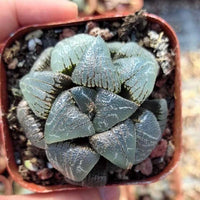 Rare Haworthia Correcta Cloudy Moon