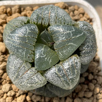 a close up of a plant in a pot