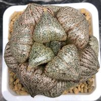 Rare Haworthia Pygmaea – Round Leaf Succulent – Unique Indoor/Outdoor Drought-Tolerant Plant