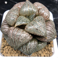 Rare Haworthia Pygmaea – Round Leaf Succulent – Unique Indoor/Outdoor Drought-Tolerant Plant