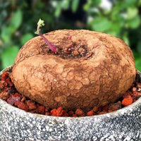 a close up of a potted plant with dirt