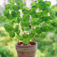 a potted plant with green leaves on a window sill