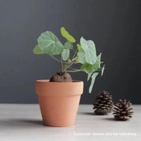 a small potted plant sitting next to a pine cone