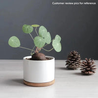 a potted plant sitting on a table next to a pine cone
