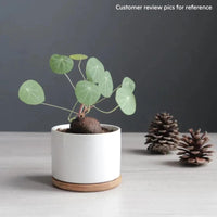 a potted plant sitting on a table next to a pine cone