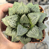 Rare Haworthia Comptoniana Hybrid ‘Marilyn’