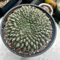Rare Cactus - Gymnocalycium Baldianum Crested