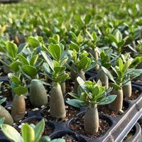 Adenium Obesum, Desert Rose, Great Starter Seedlings, Rare Succulent, pack of 3 plants/6 plants