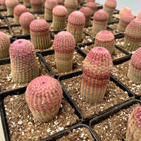 Rare Rainbow Cactus Echinocereus Rigidissimus Starter Plant - Vibrant and Unique
