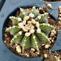 Rare Cactus - Gymnocalycium Mihanovichii LB2178 (1.5”)