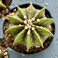 Rare Cactus - Gymnocalycium Mihanovichii LB2178 (1.5”)