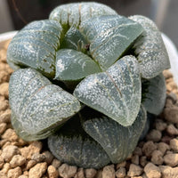 a green plant sitting on top of a pile of rocks