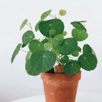 a small potted plant sitting next to a pine cone
