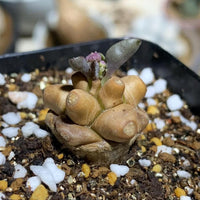 Rare Othonna Herrei Succulent 1 inch starter plant – Unique Miniature Plant for Collectors